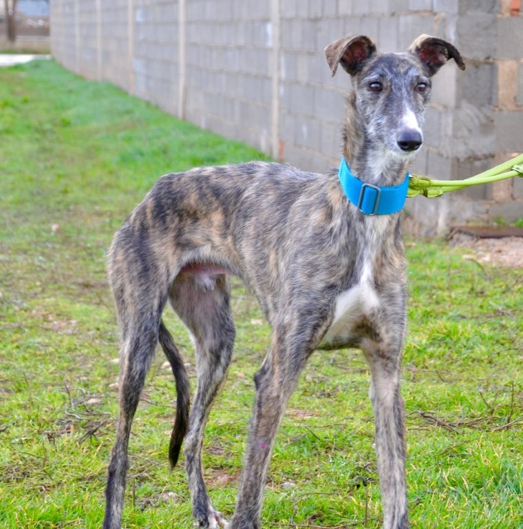 Photo de LOPEZ, un lévrier en attente d adoption