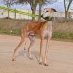 Photo de LUISAN, un lévrier à adopté