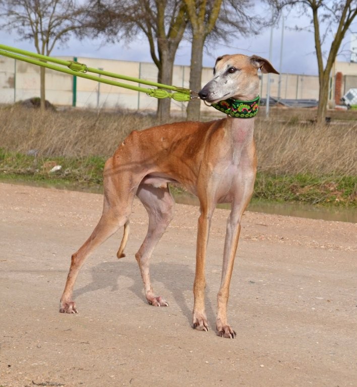 Photo de LUISAN, un lévrier en attente d adoption