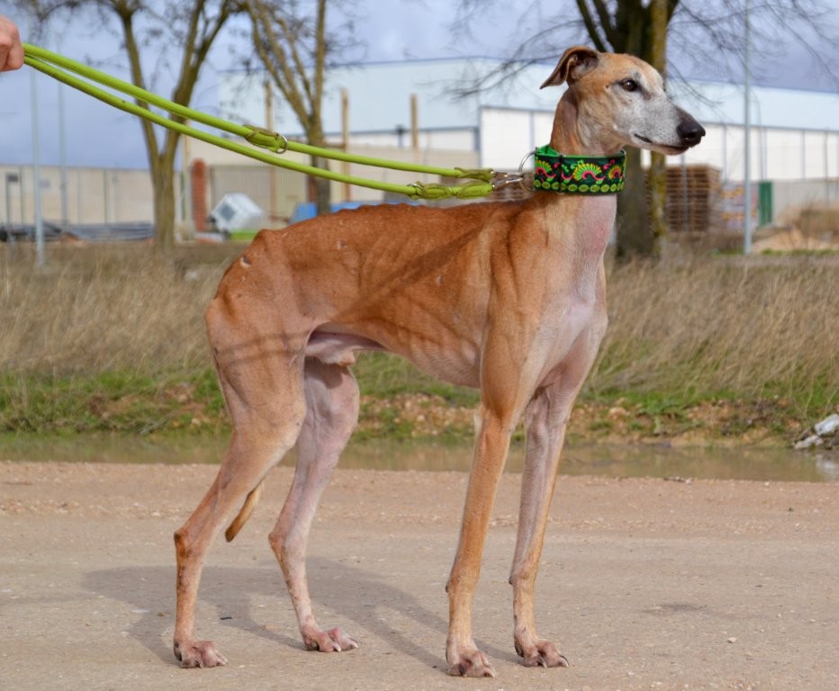Photo de LUISAN, un lévrier en attente d adoption
