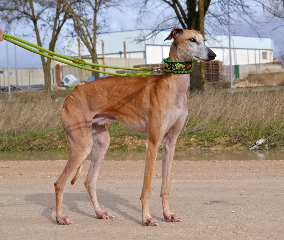 Photo de LUISAN, un lévrier en attente d adoption
