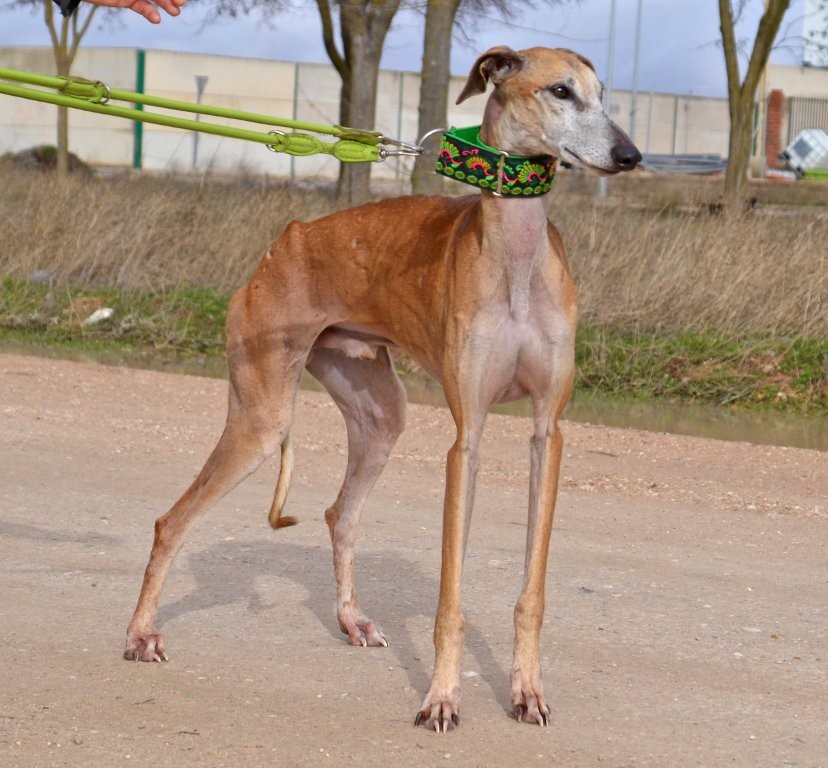 Photo de LUISAN, un lévrier en attente d adoption