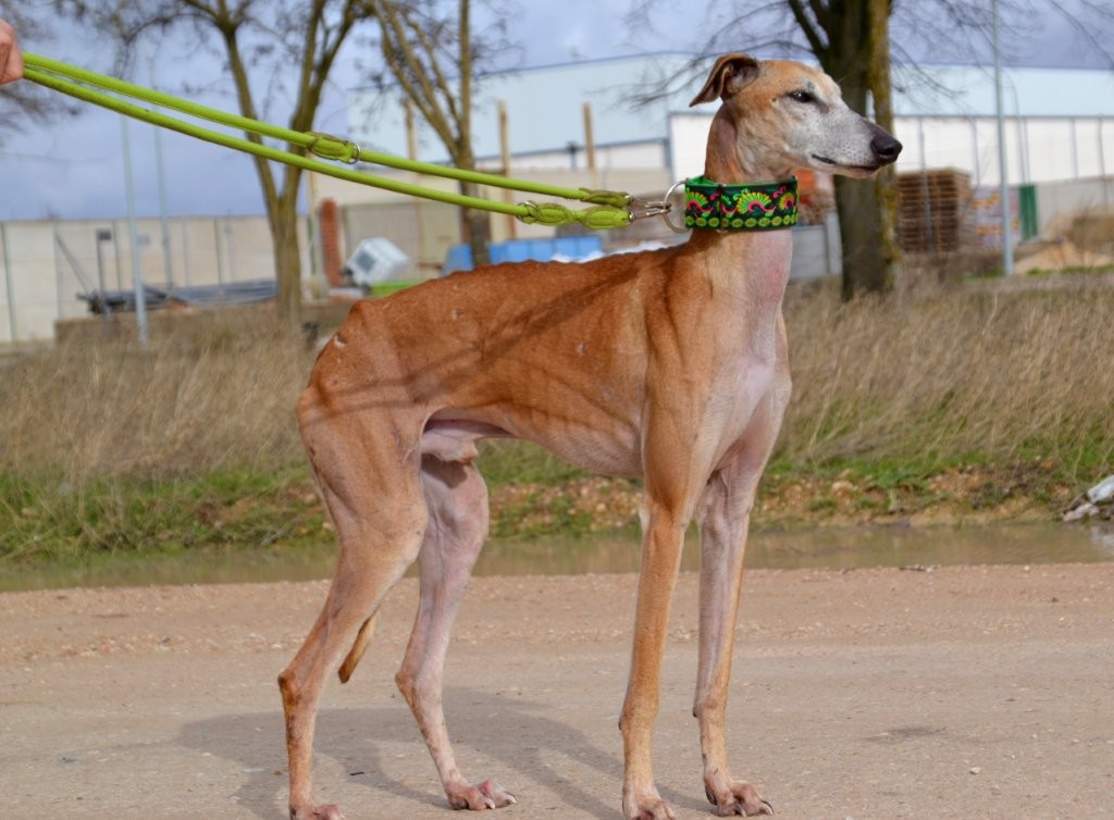 Photo de LUISAN, un lévrier en attente d adoption