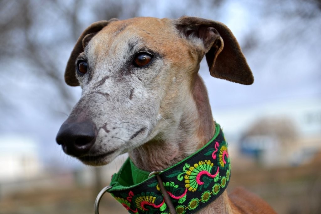 Photo de LUISAN, un lévrier en attente d adoption