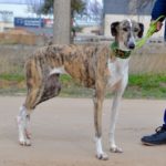 Photo de LUNA, un lévrier à adopté