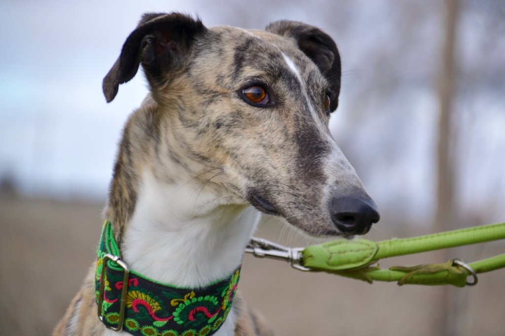 Photo de LUNA, un lévrier en attente d adoption