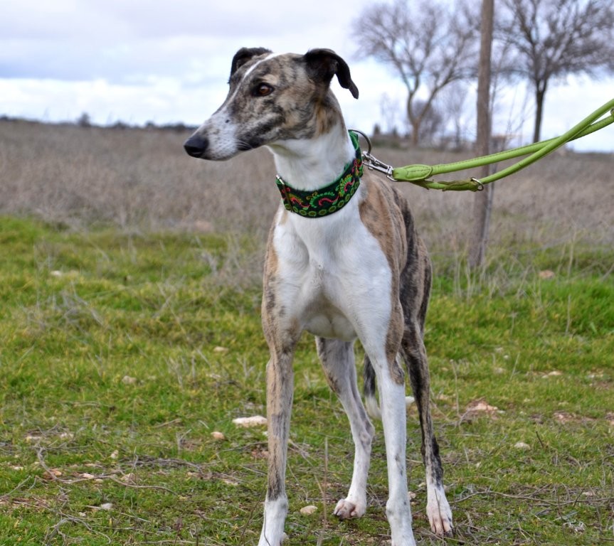 Photo de LUNA, un lévrier en attente d adoption