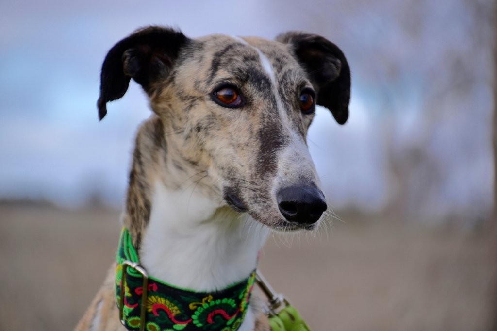 Photo de LUNA, un lévrier en attente d adoption