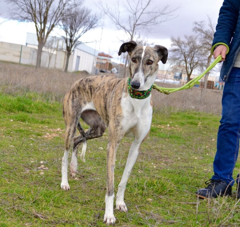 Photo de LUNA, un lévrier en attente d adoption
