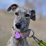 Photo de MACARENA, un lévrier à adopté