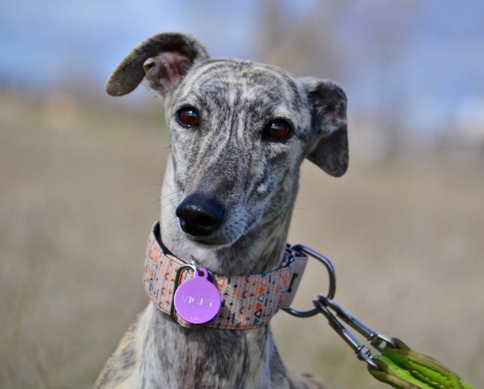 Photo de MACARENA, un lévrier en attente d adoption