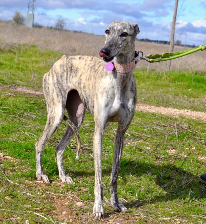 Photo de MACARENA, un lévrier en attente d adoption