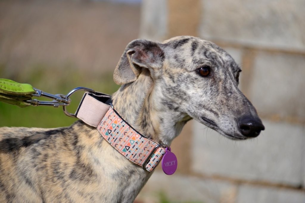 Photo de MACARENA, un lévrier en attente d adoption
