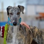 Photo de MANOSA, un lévrier à adopté