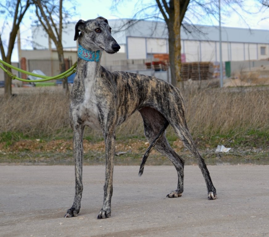 Photo de MANOSA, un lévrier en attente d adoption