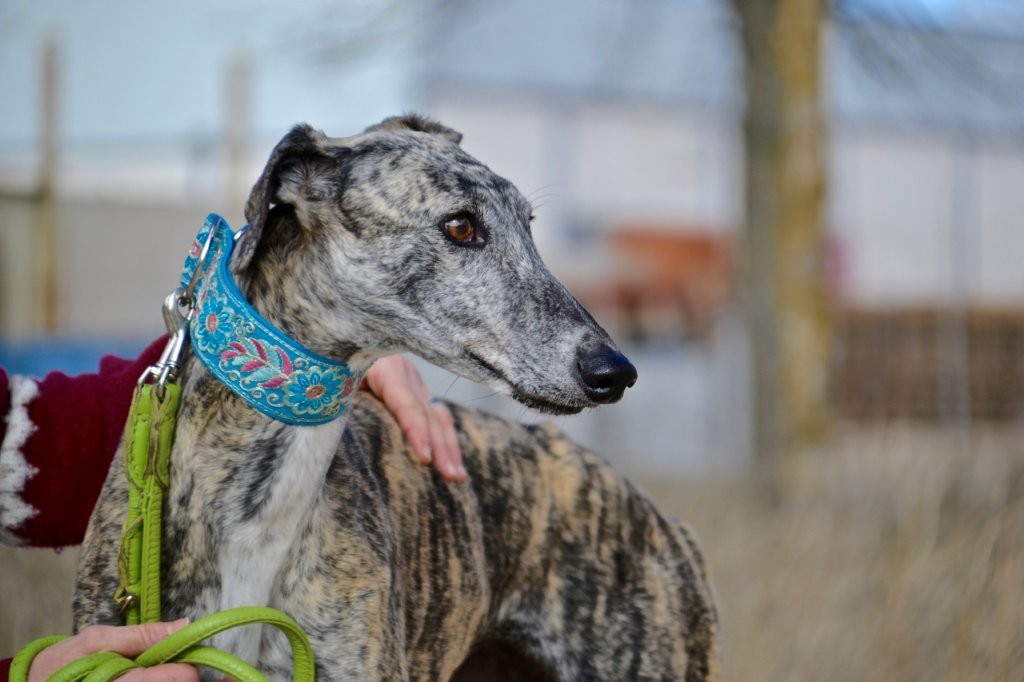 Photo de MANOSA, un lévrier en attente d adoption