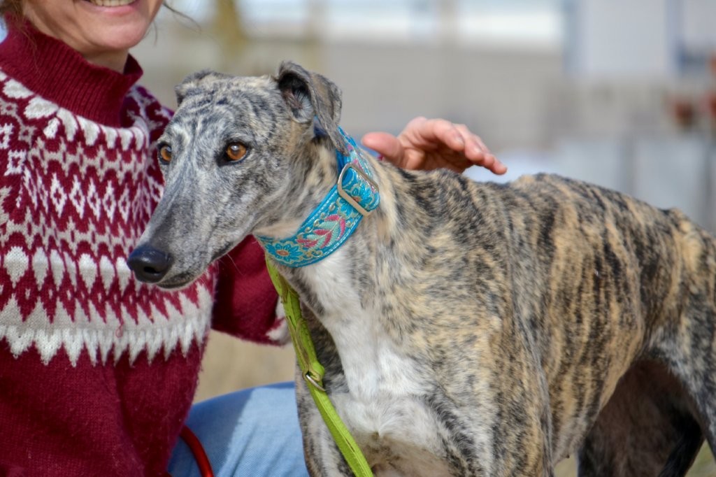 Photo de MANOSA, un lévrier en attente d adoption