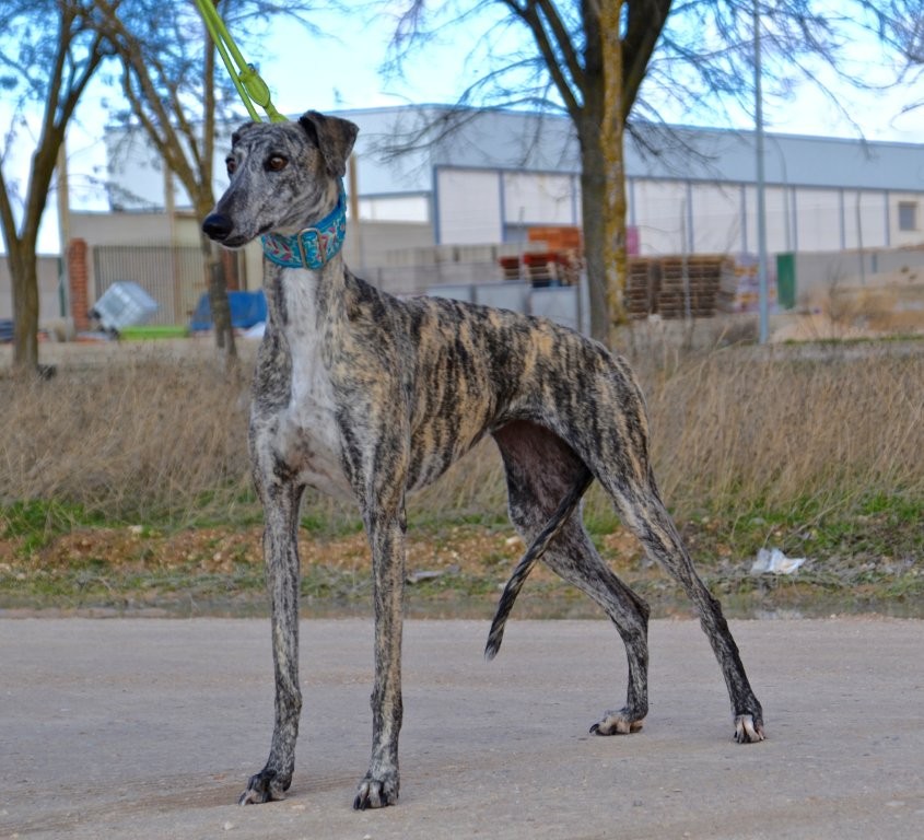 Photo de MANOSA, un lévrier en attente d adoption