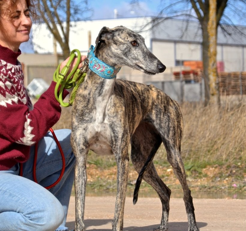 Photo de MANOSA, un lévrier en attente d adoption