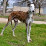 Photo de MANU, un lévrier à adopté