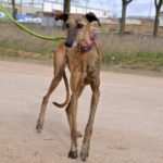 Photo de MENTA, un lévrier à adopté