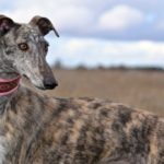 Photo de PILAR, un lévrier à adopté