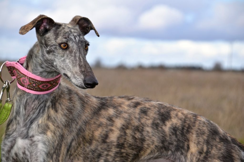 Photo de PILAR, un lévrier en attente d adoption
