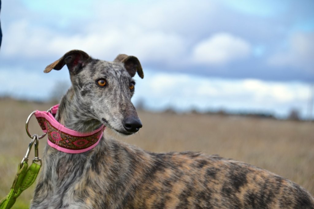 Photo de PILAR, un lévrier en attente d adoption