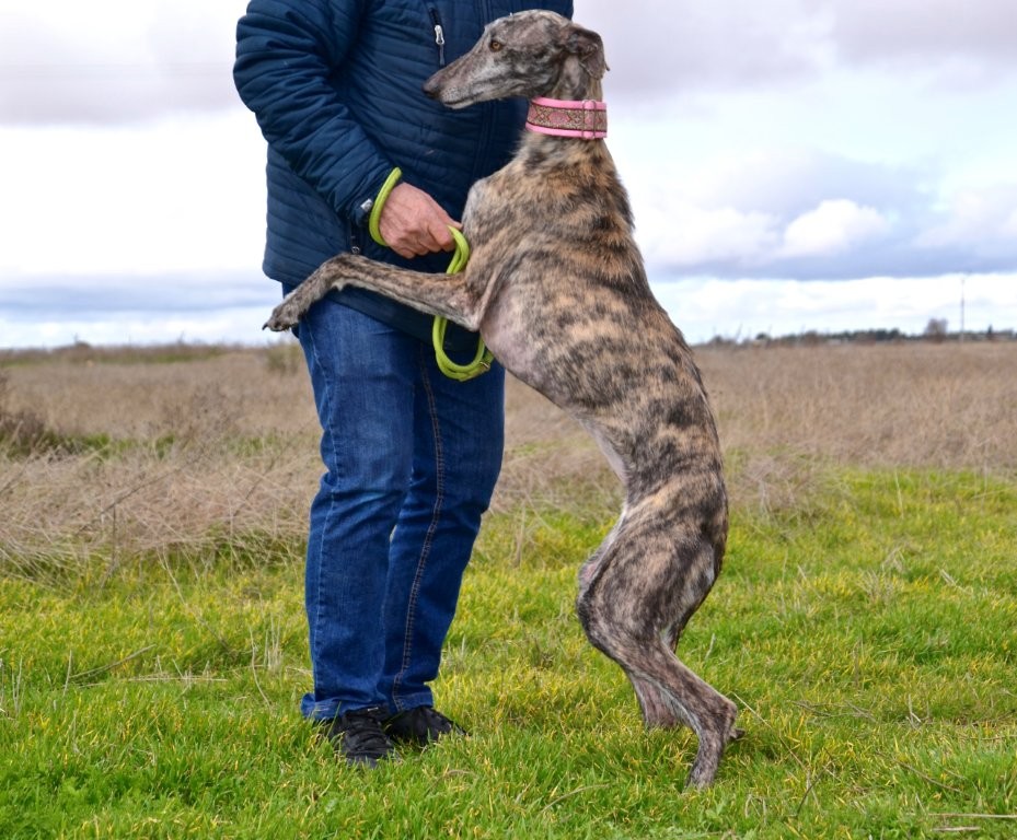 Photo de PILAR, un lévrier en attente d adoption