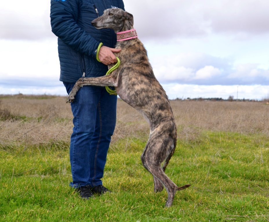 Photo de PILAR, un lévrier en attente d adoption