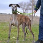 Photo de PISTON, un lévrier à adopté