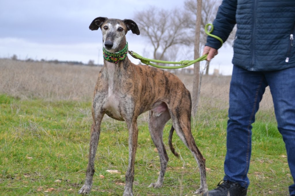 Photo de PISTON, un lévrier en attente d adoption