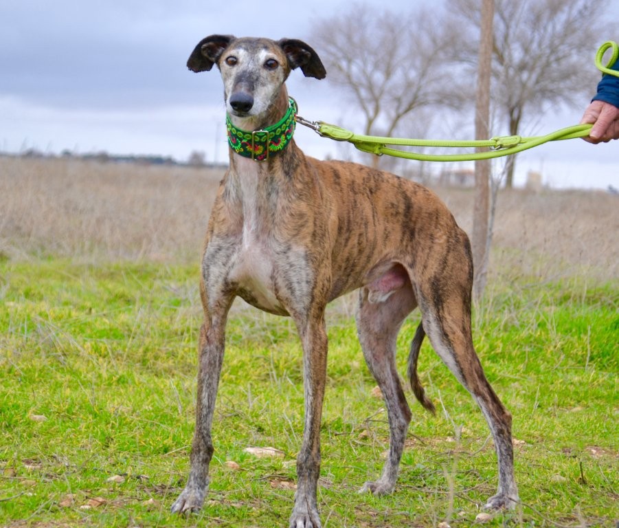 Photo de PISTON, un lévrier en attente d adoption