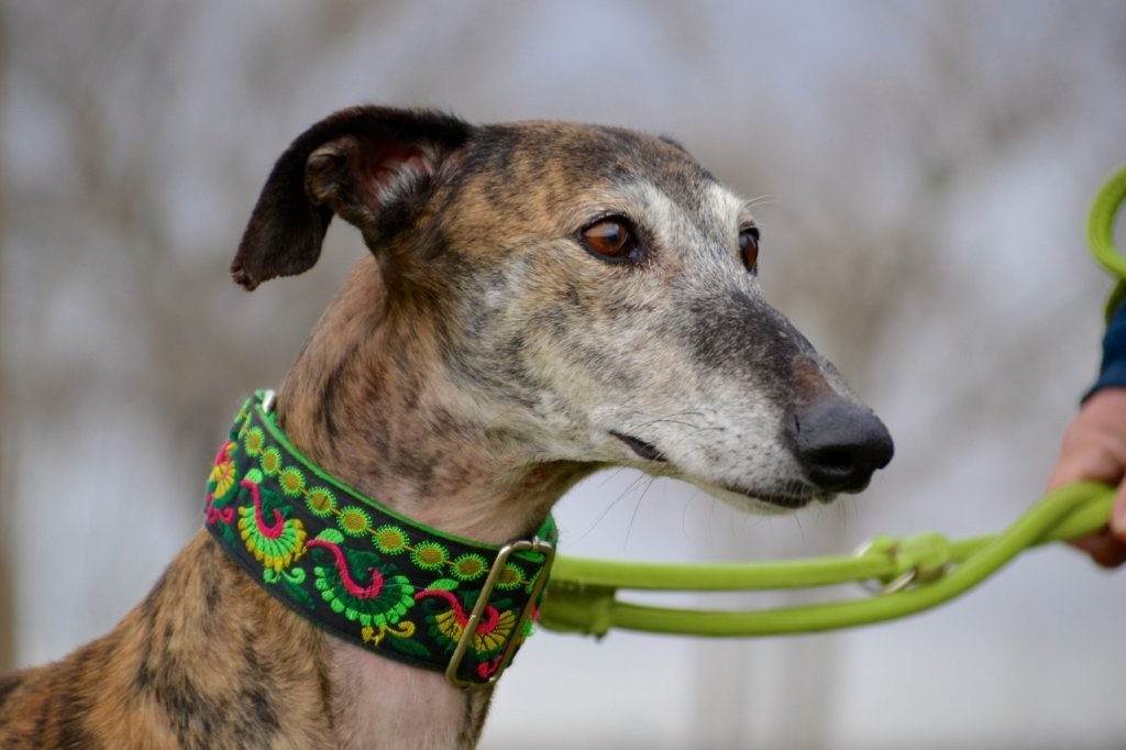 Photo de PISTON, un lévrier en attente d adoption