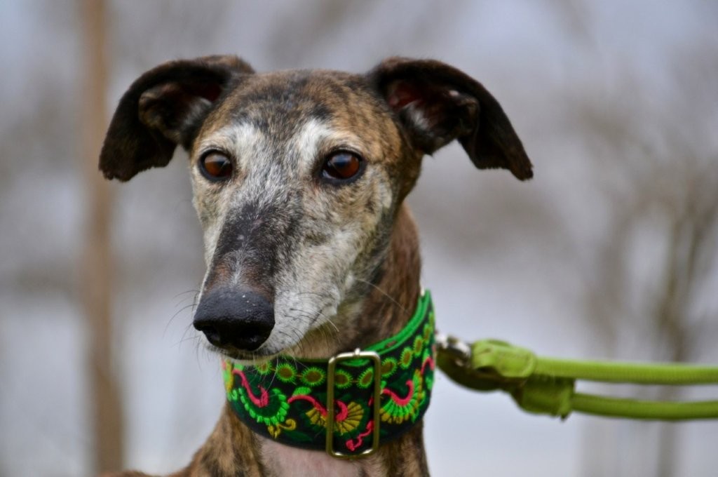 Photo de PISTON, un lévrier en attente d adoption