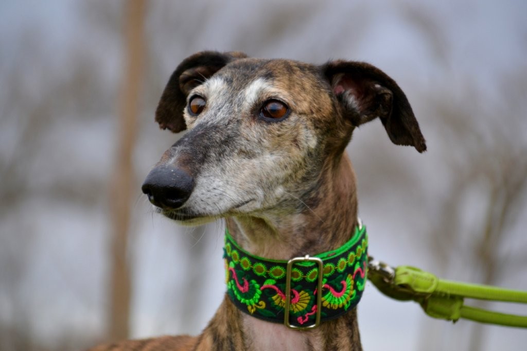 Photo de PISTON, un lévrier en attente d adoption