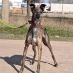 Photo de POLVORA, un lévrier à adopté