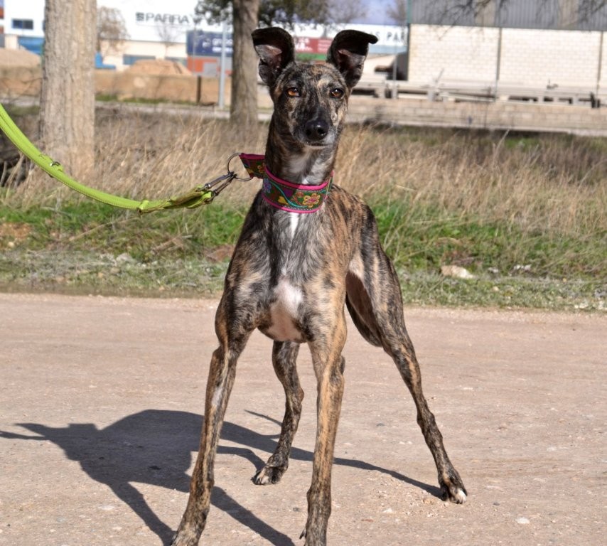 Photo de POLVORA, un lévrier en attente d adoption