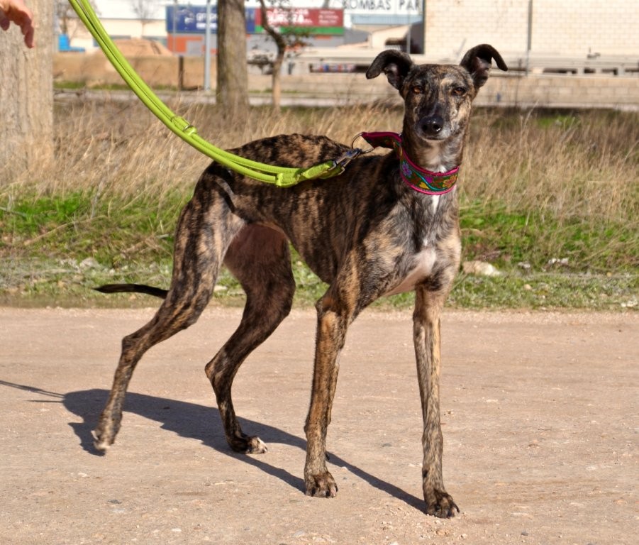 Photo de POLVORA, un lévrier en attente d adoption