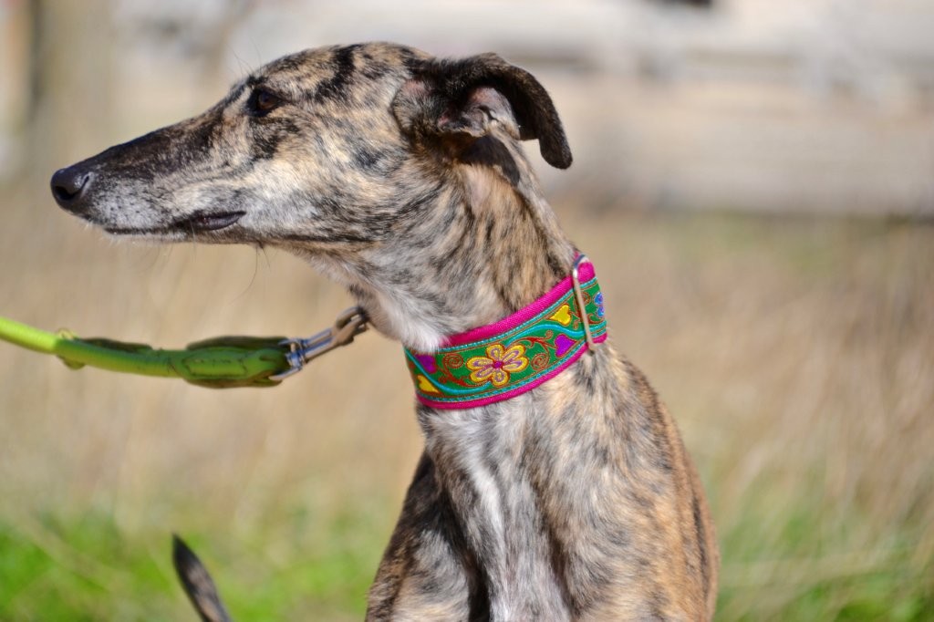 Photo de POLVORA, un lévrier en attente d adoption