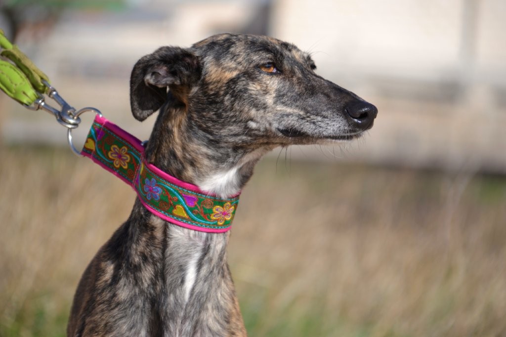 Photo de POLVORA, un lévrier en attente d adoption