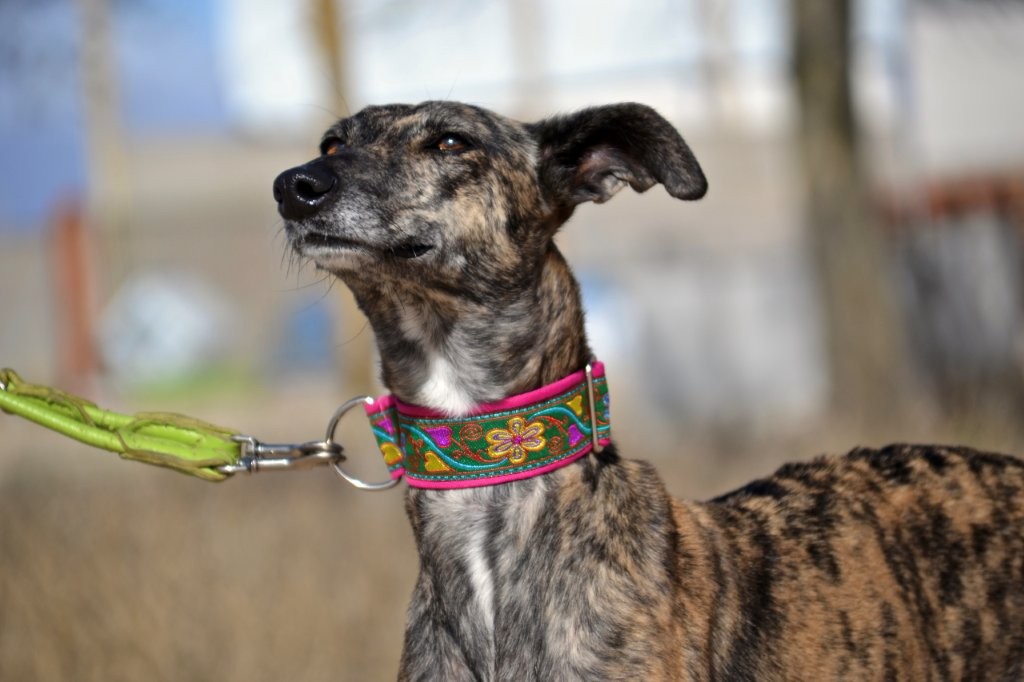 Photo de POLVORA, un lévrier en attente d adoption