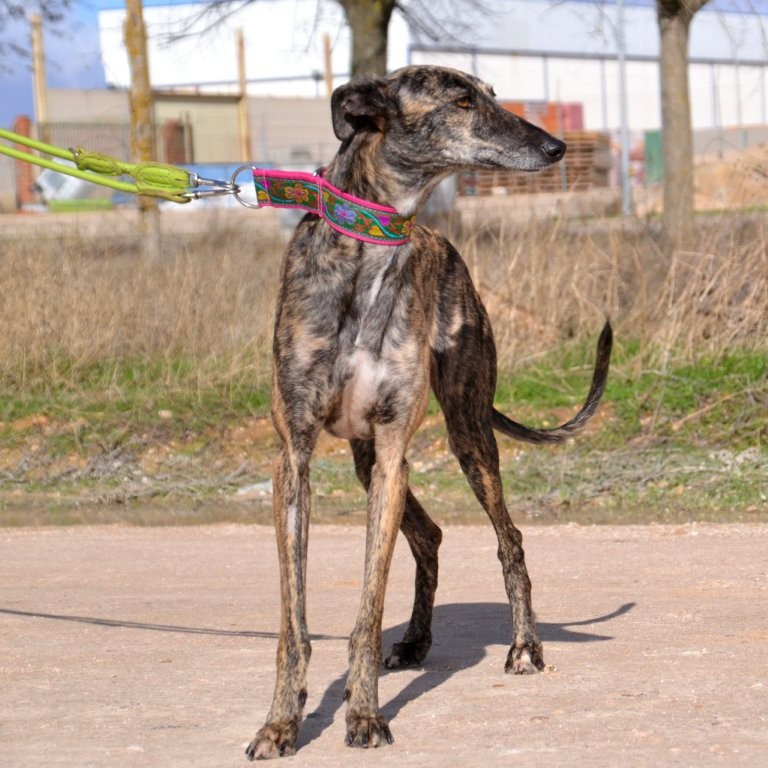 Photo de POLVORA, un lévrier en attente d adoption