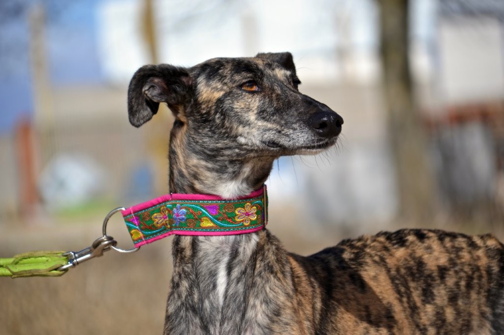 Photo de POLVORA, un lévrier en attente d adoption