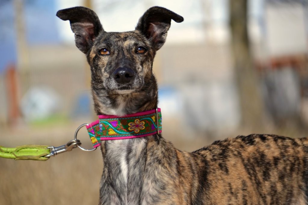 Photo de POLVORA, un lévrier en attente d adoption
