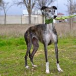 Photo de REGINA, un lévrier à adopté