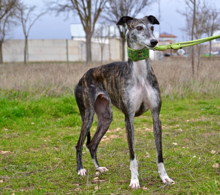 Photo de REGINA, un lévrier en attente d adoption