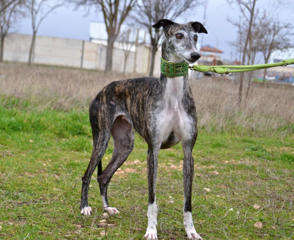 Photo de REGINA, un lévrier en attente d adoption