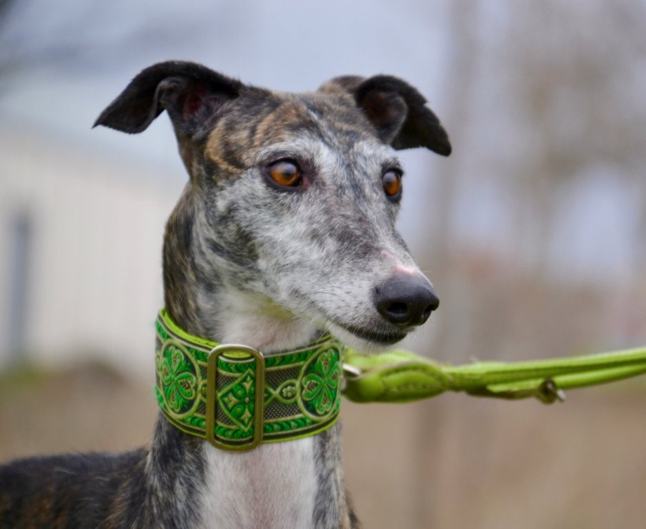 Photo de REGINA, un lévrier en attente d adoption