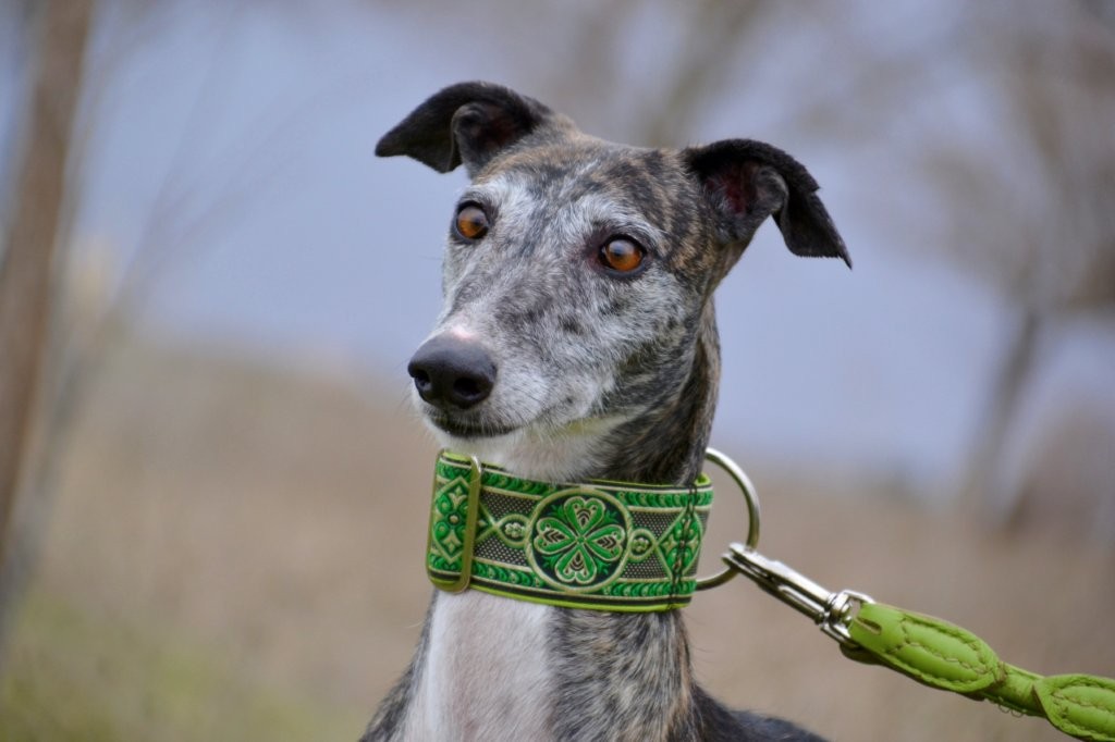 Photo de REGINA, un lévrier en attente d adoption